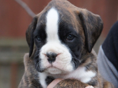 MCH. Dante del Pinar x Quandiama von Donnerschwee