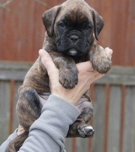 MCH. Dante del Pinar x Quandiama von Donnerschwee