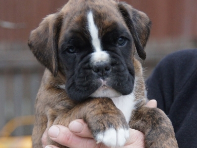 MCH. Dante del Pinar x Quandiama von Donnerschwee