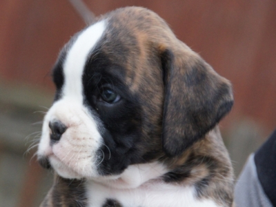 MCH. Dante del Pinar x Quandiama von Donnerschwee