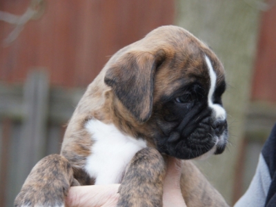 MCH. Dante del Pinar x Quandiama von Donnerschwee