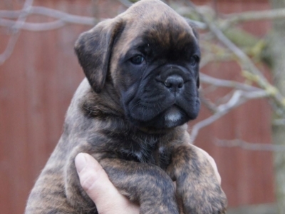 MCH. Dante del Pinar x Quandiama von Donnerschwee