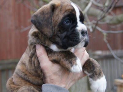 MCH. Dante del Pinar x Quandiama von Donnerschwee