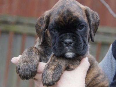 MCH. Dante del Pinar x Quandiama von Donnerschwee