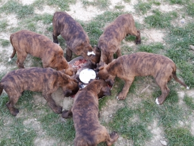 MCH. Dante del Pinar x Quandiama von Donnerschwee