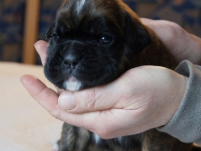 MCH. Dante del Pinar x Quandiama von Donnerschwee