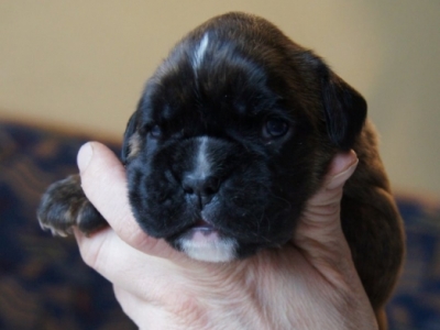 MCH. Dante del Pinar x Quandiama von Donnerschwee