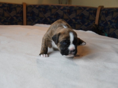 MCH. Dante del Pinar x Quandiama von Donnerschwee