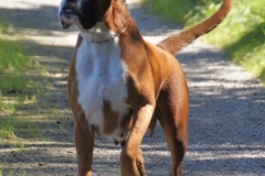 Deutscher Boxer Österreich