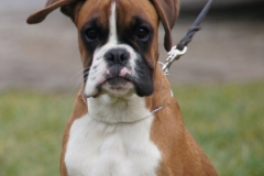 Deutscher Boxer Österreich