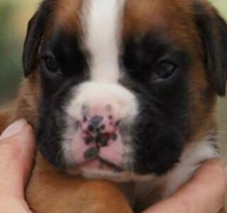 MCH. Manuel de los Morritos x Polarkreis von Donnerschwee