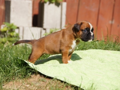 MCH. Manuel de los Morritos x Polarkreis von Donnerschwee