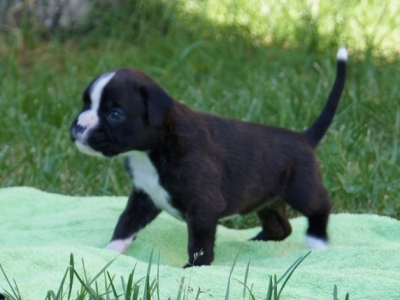 MCH. Manuel de los Morritos x Polarkreis von Donnerschwee