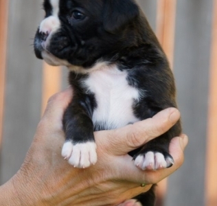 MCH. Manuel de los Morritos x Polarkreis von Donnerschwee