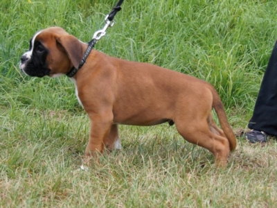 MCH. Manuel de los Morritos x Polarkreis von Donnerschwee
