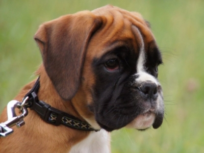 MCH. Manuel de los Morritos x Polarkreis von Donnerschwee