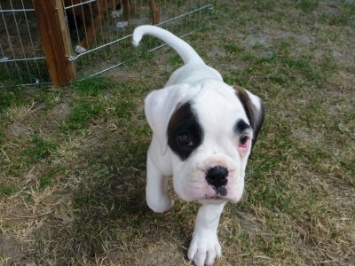 MCH. Manuel de los Morritos x Polarkreis von Donnerschwee