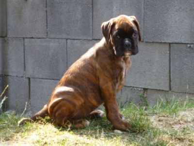 MCH. Manuel de los Morritos x Polarkreis von Donnerschwee