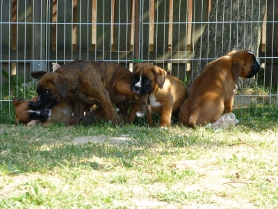 MCH. Manuel de los Morritos x Polarkreis von Donnerschwee