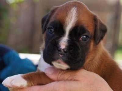 MCH. Manuel de los Morritos x Polarkreis von Donnerschwee