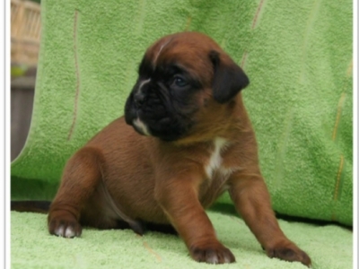 MCH. Manuel de los Morritos x Polarkreis von Donnerschwee