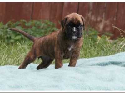 MCH. Manuel de los Morritos x Polarkreis von Donnerschwee